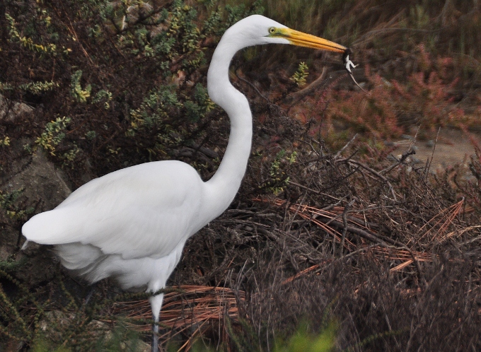 A great white heron in flight